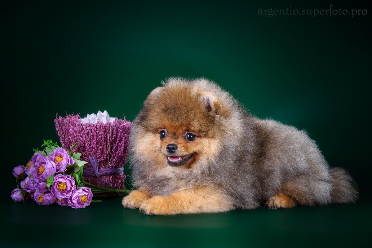 Шпиц померанский медвежьего рыжий