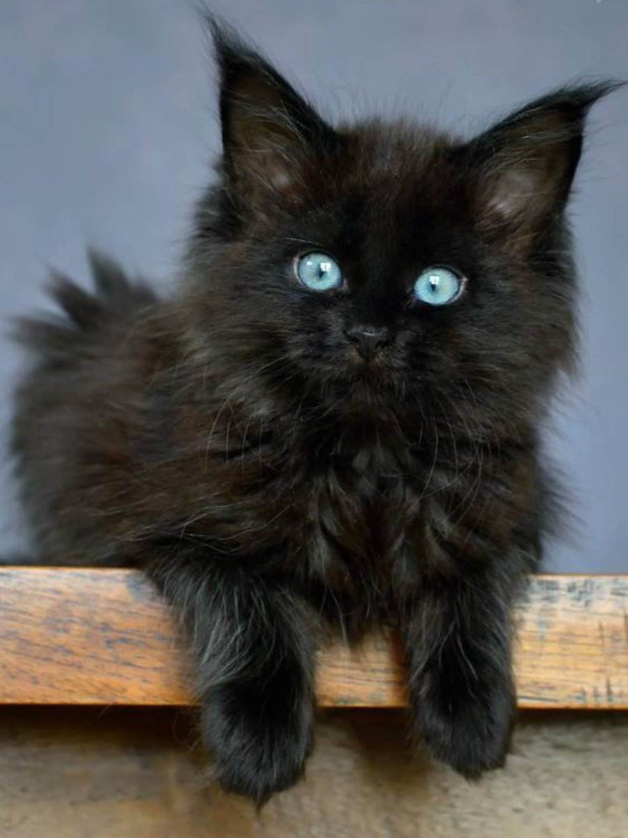 Мейн кун голубоглазый