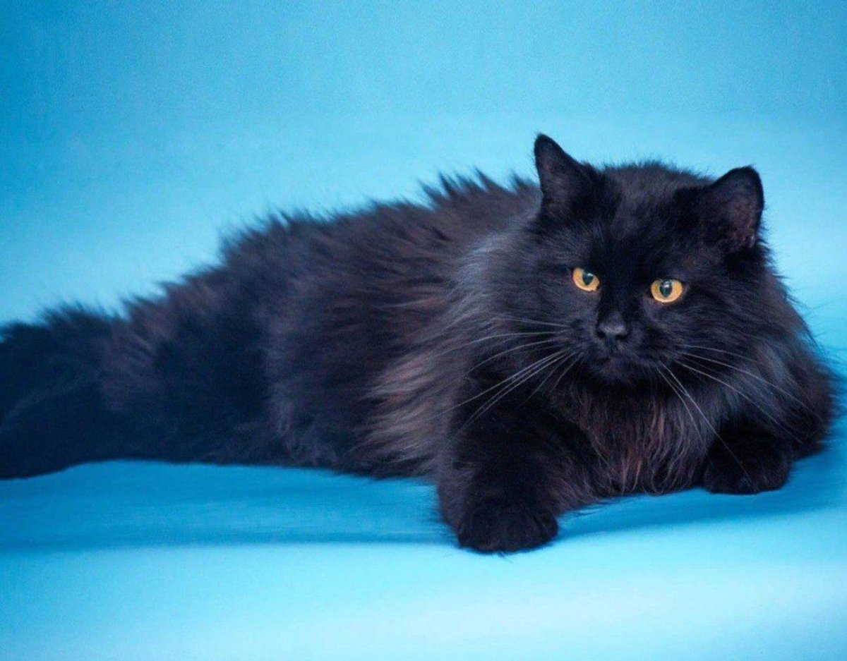 Длинношерстная Британская кошка черная