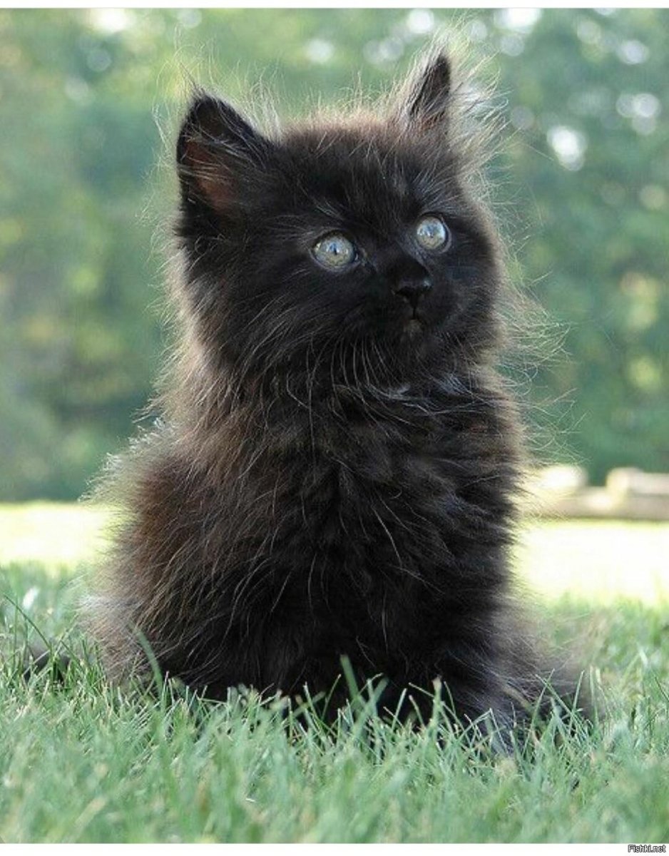 Норвежский Лесной черный котенок метис