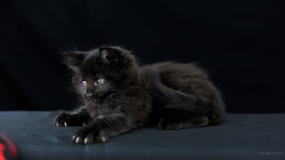 Котята Мейн кун