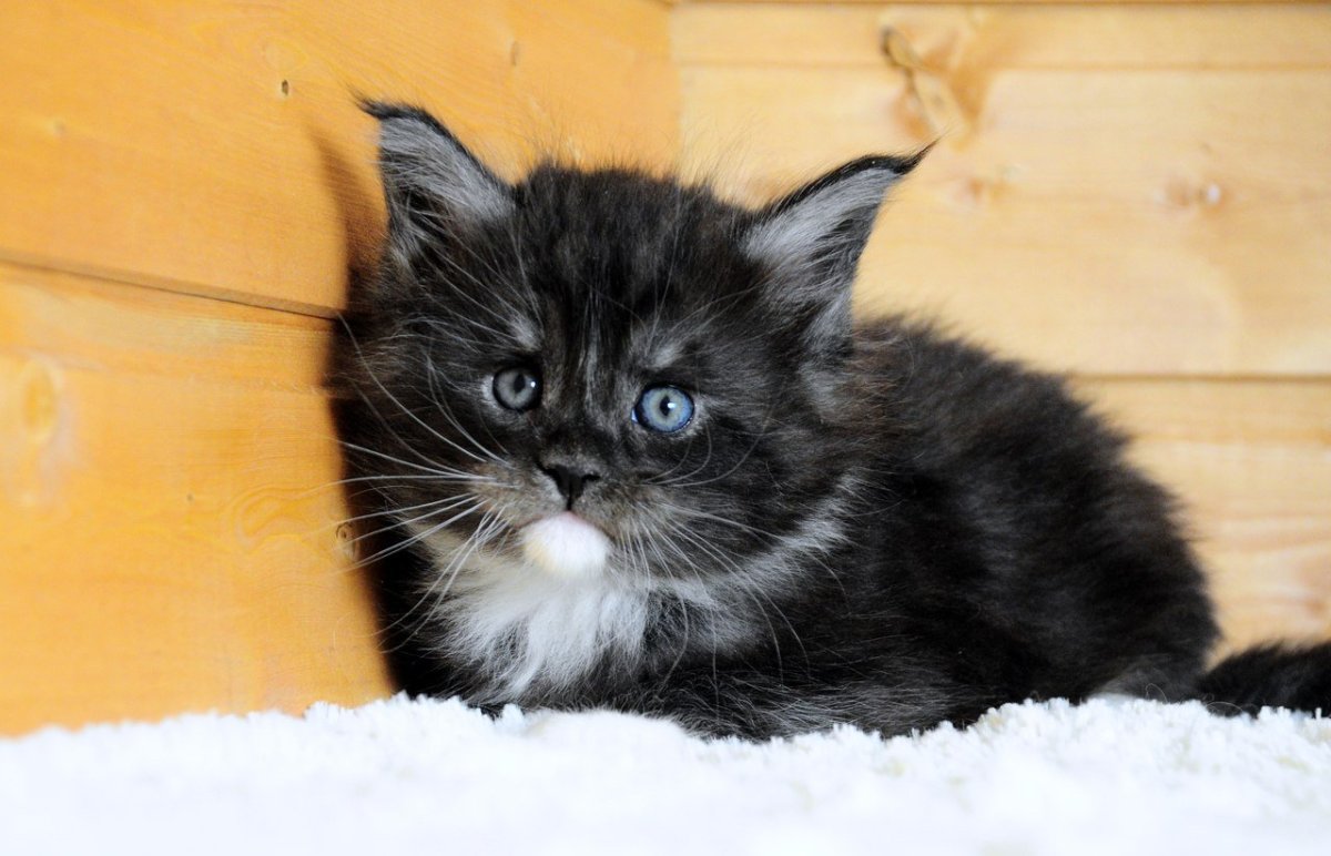 Норвежский Лесной черный котенок