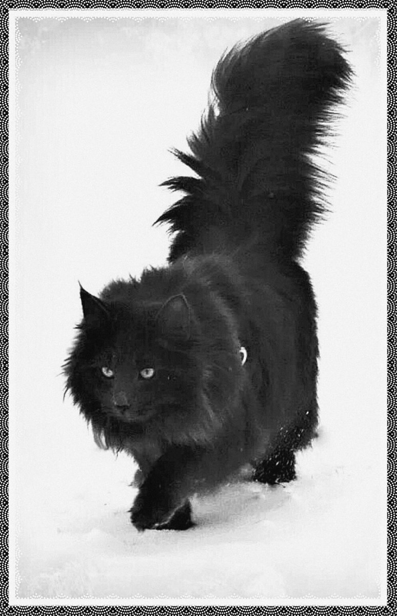 Норвежская Лесная черная