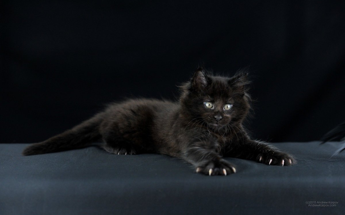 Сибирский котенок серый