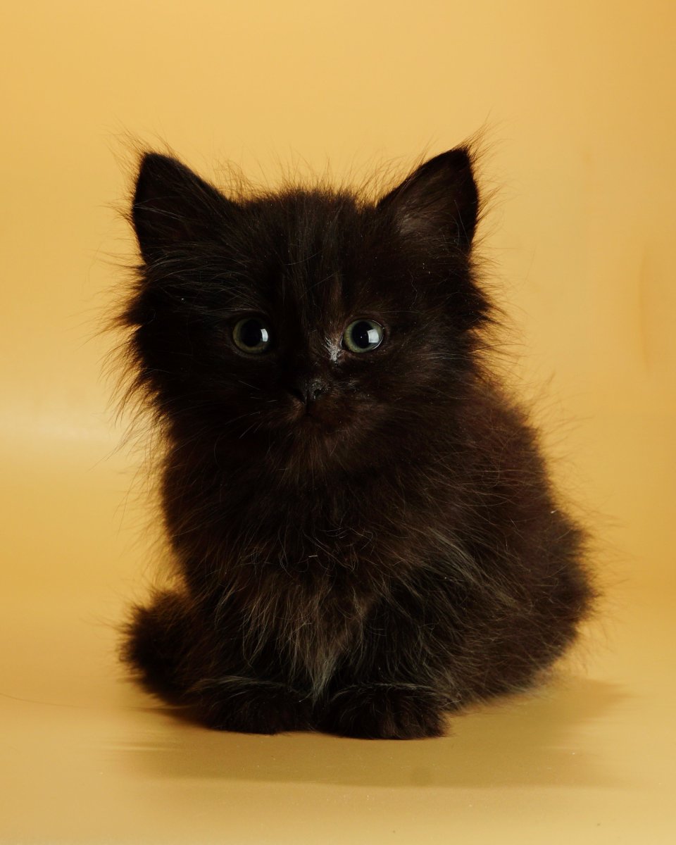 Сибирский кот окрас черный дым