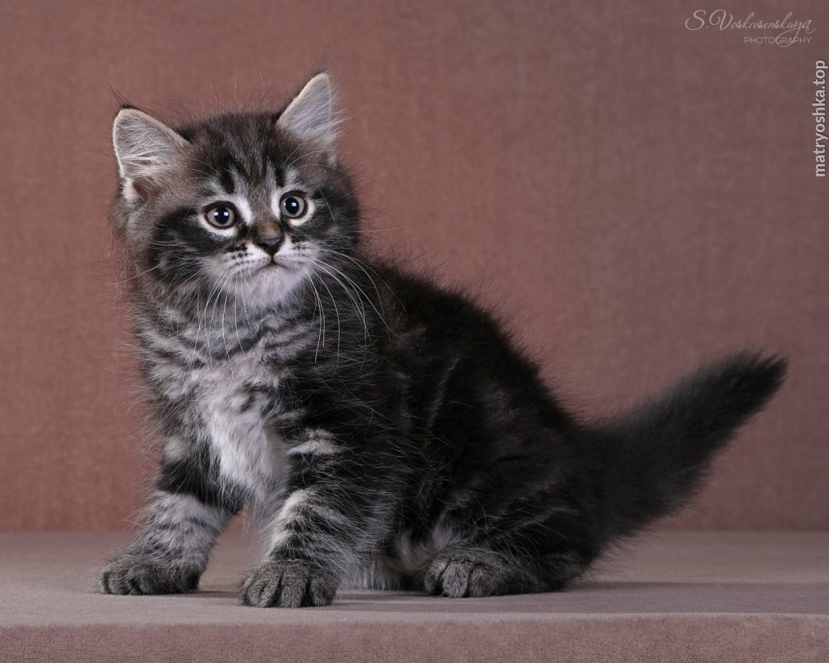 Черный мраморный табби Сибирская кошка