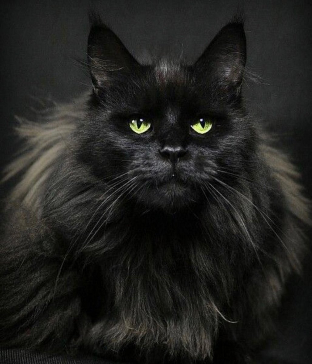 Персидская Сибирская длинношерстная черный