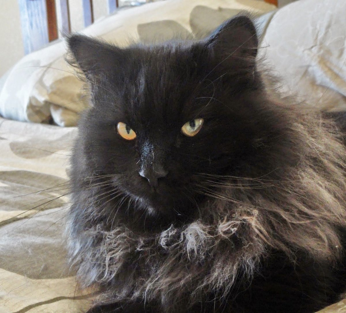 Сибирский длинношерстный черный кот