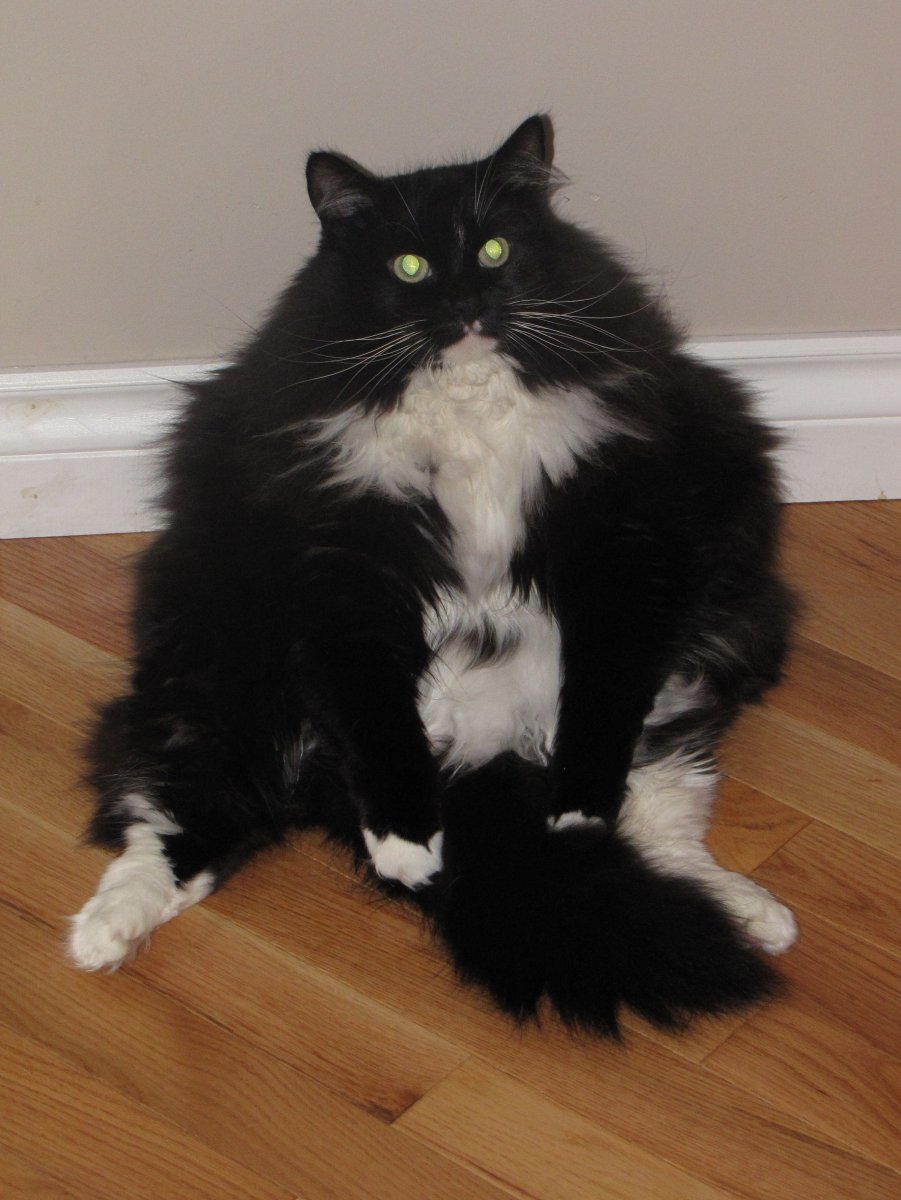 Сибирский кот окрас Маркиз