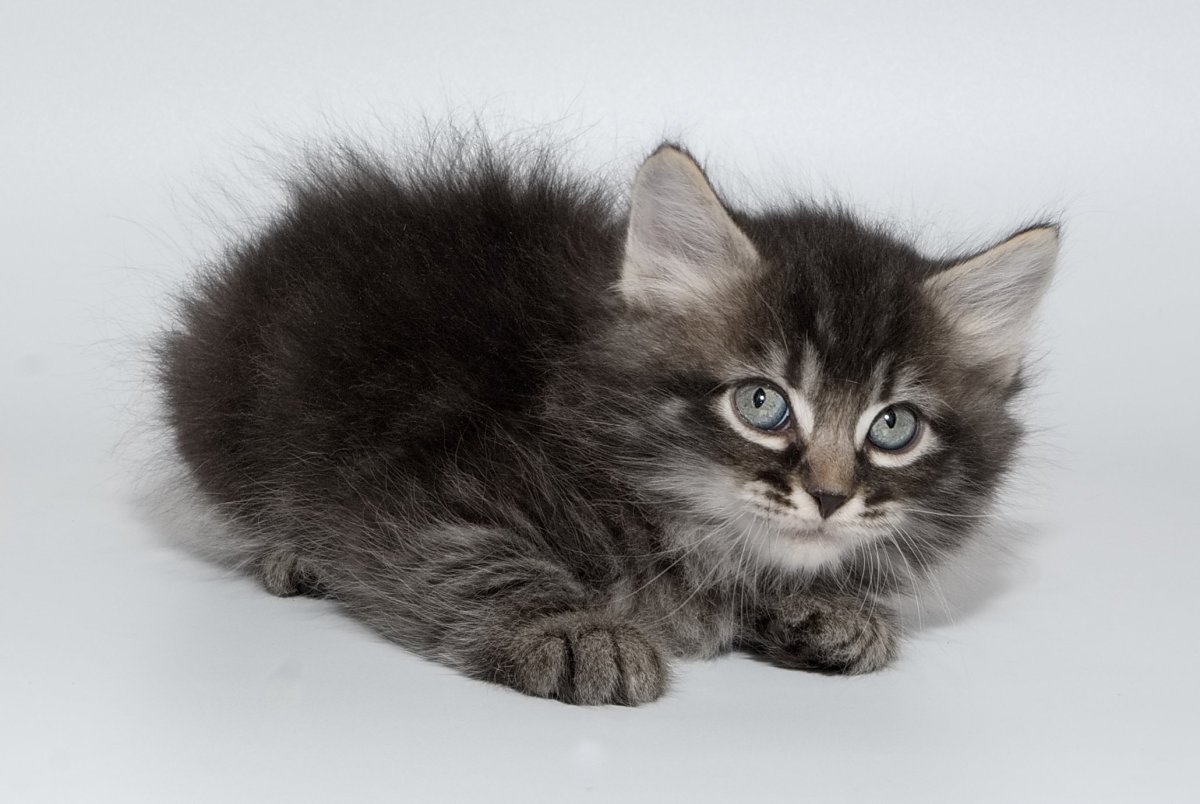 Сиамская кошка черная