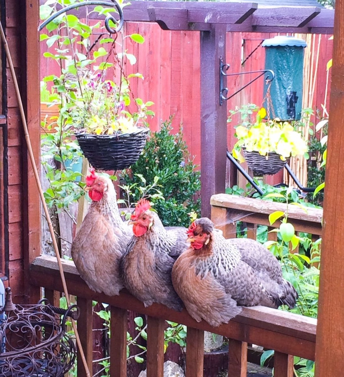 Куры на даче