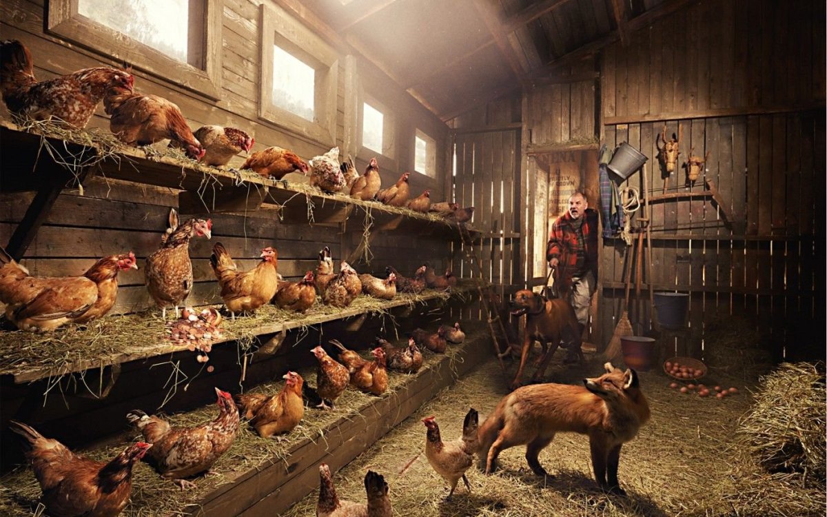 Деревенский курятник