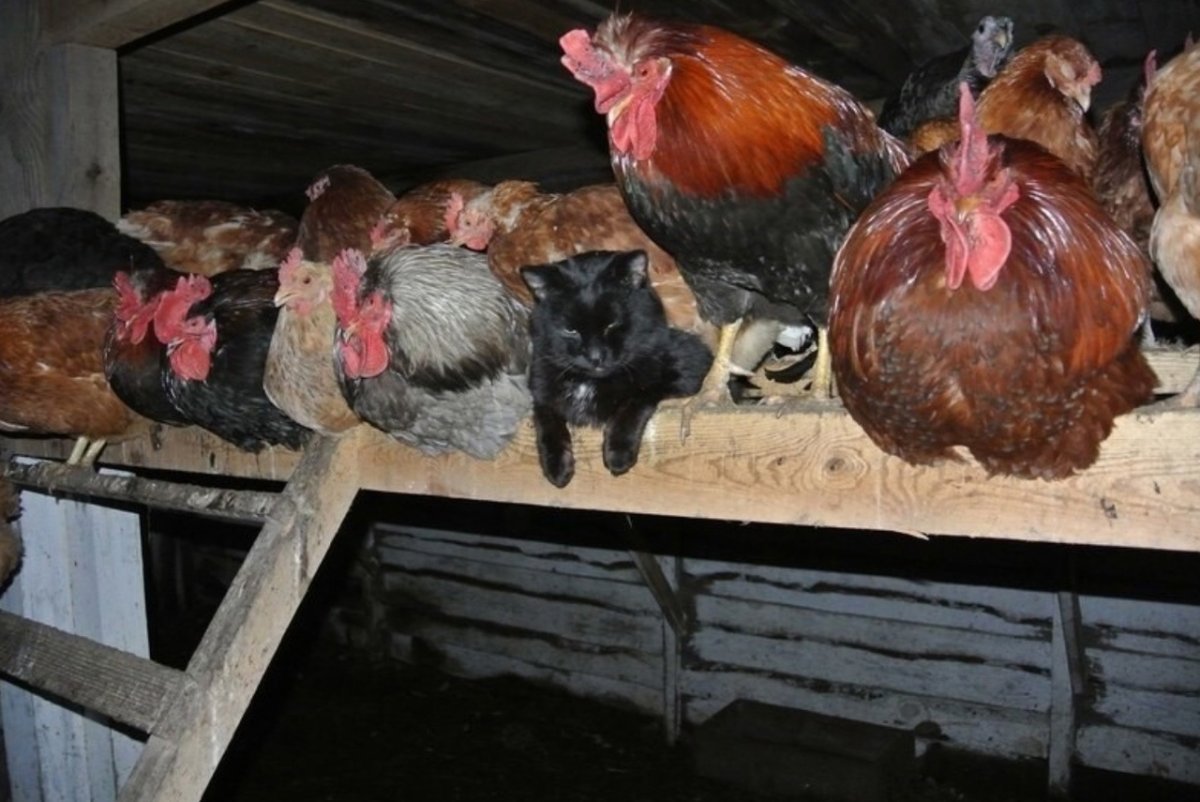 Курицы в курятнике