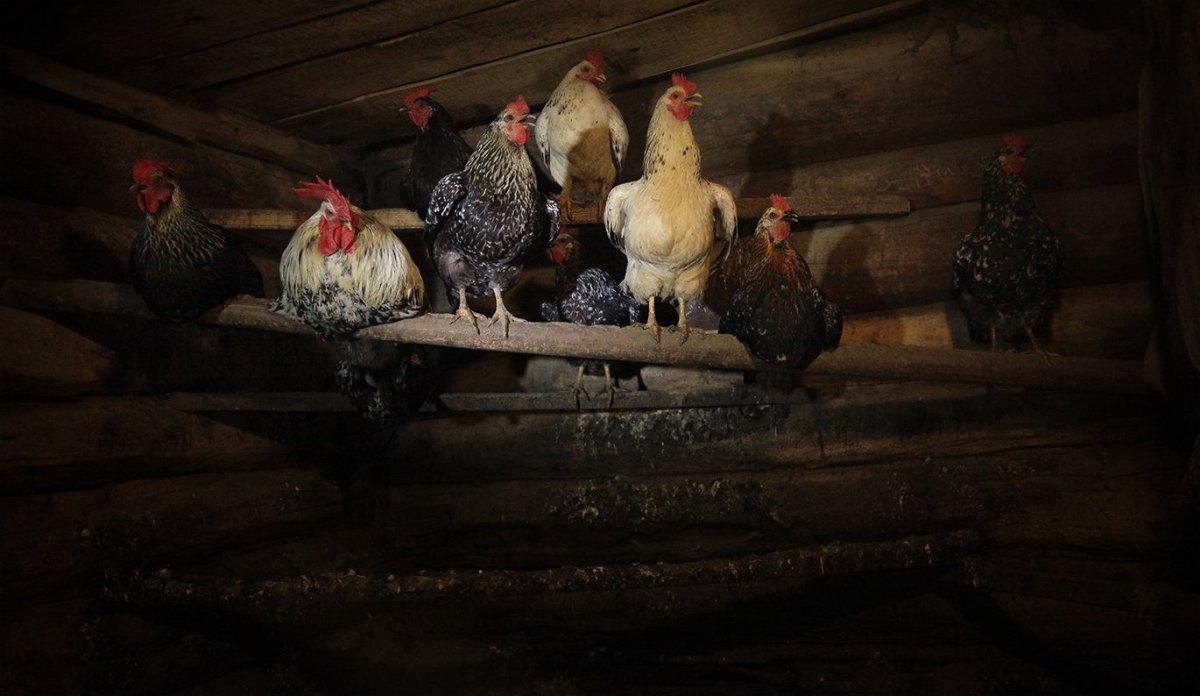 Деревенский курятник