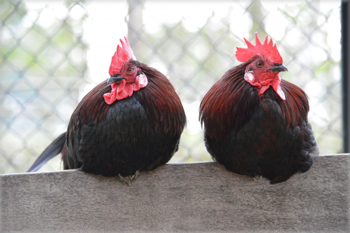 Куры на насесте