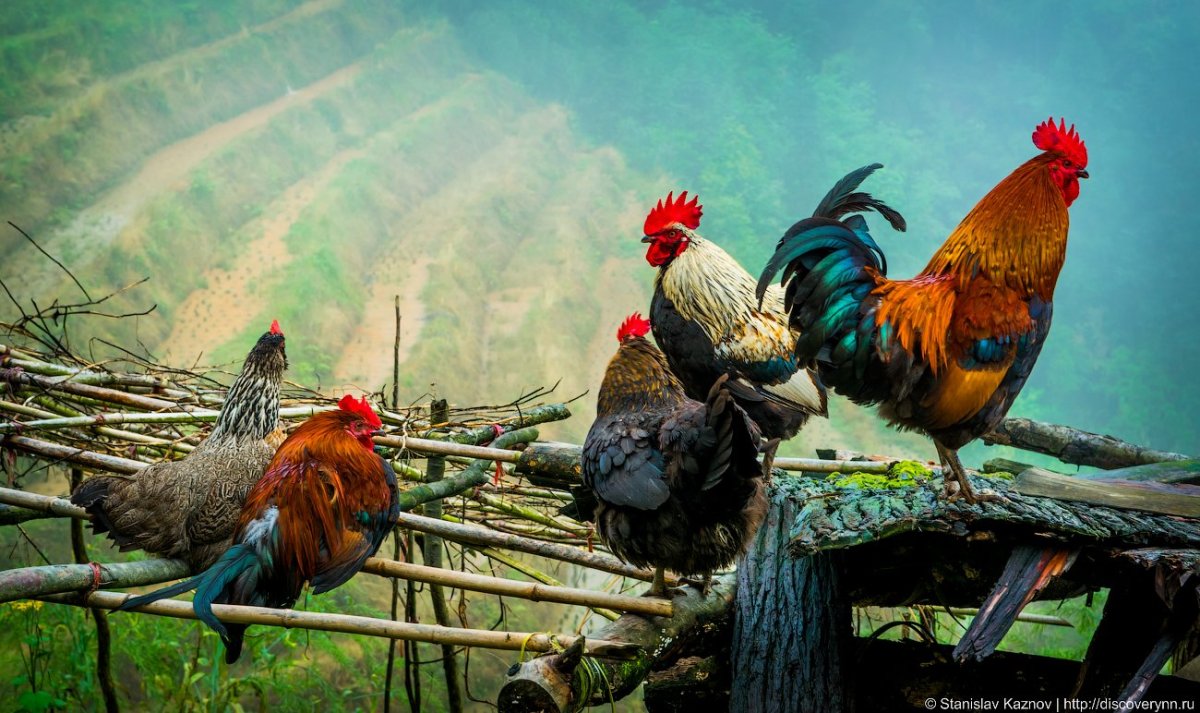 Птичий насест