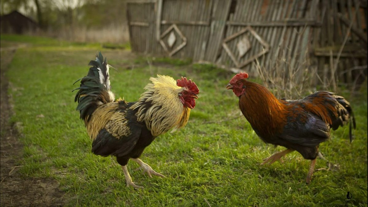 Эдгар Хант (Edgar Hunt)(1876—1955)