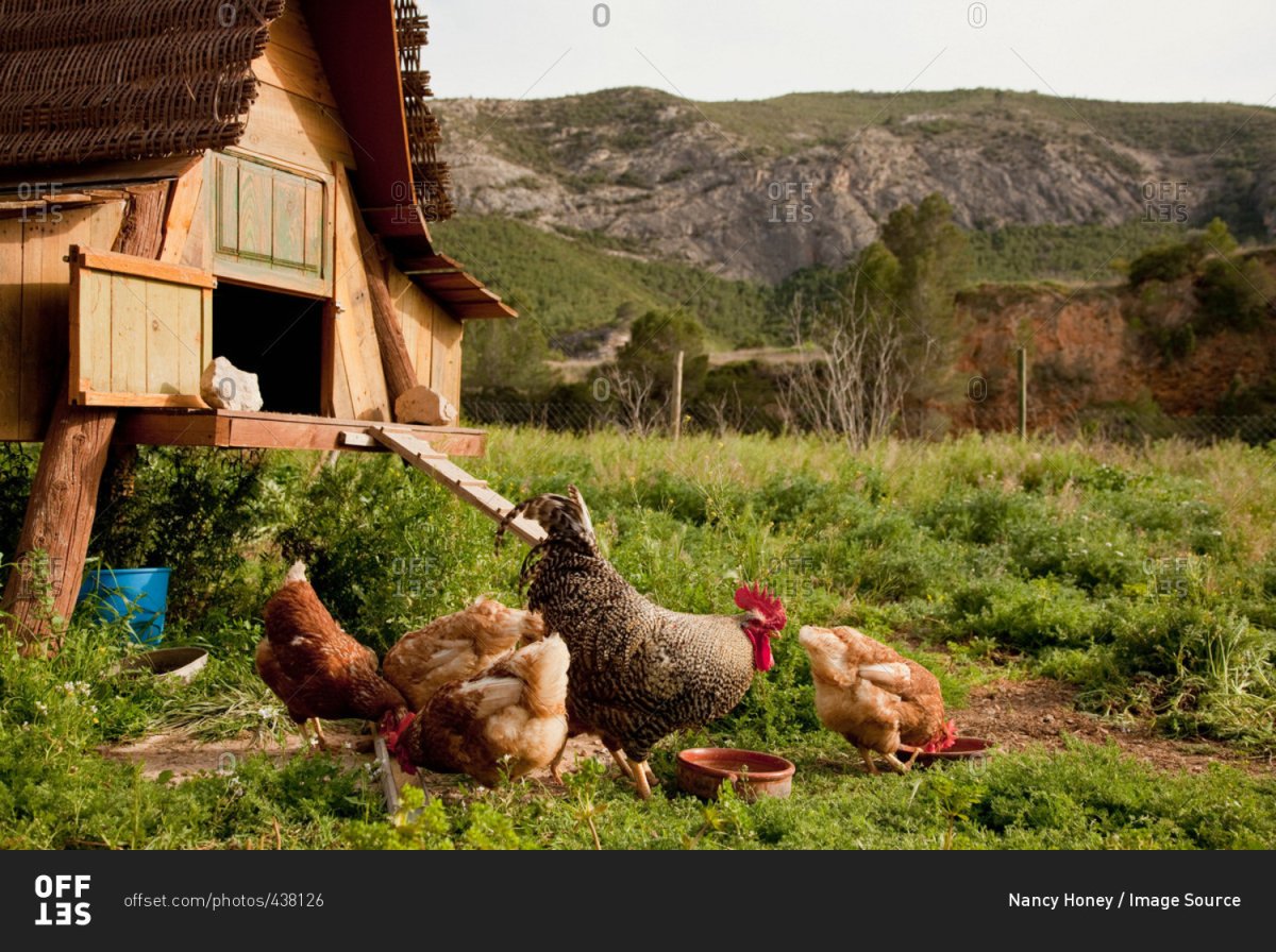 Куры на насесте рисунок