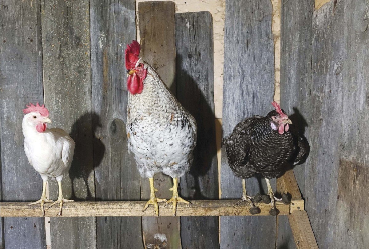 Петух на насесте