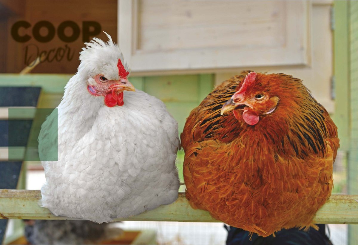 Курица на жердочке