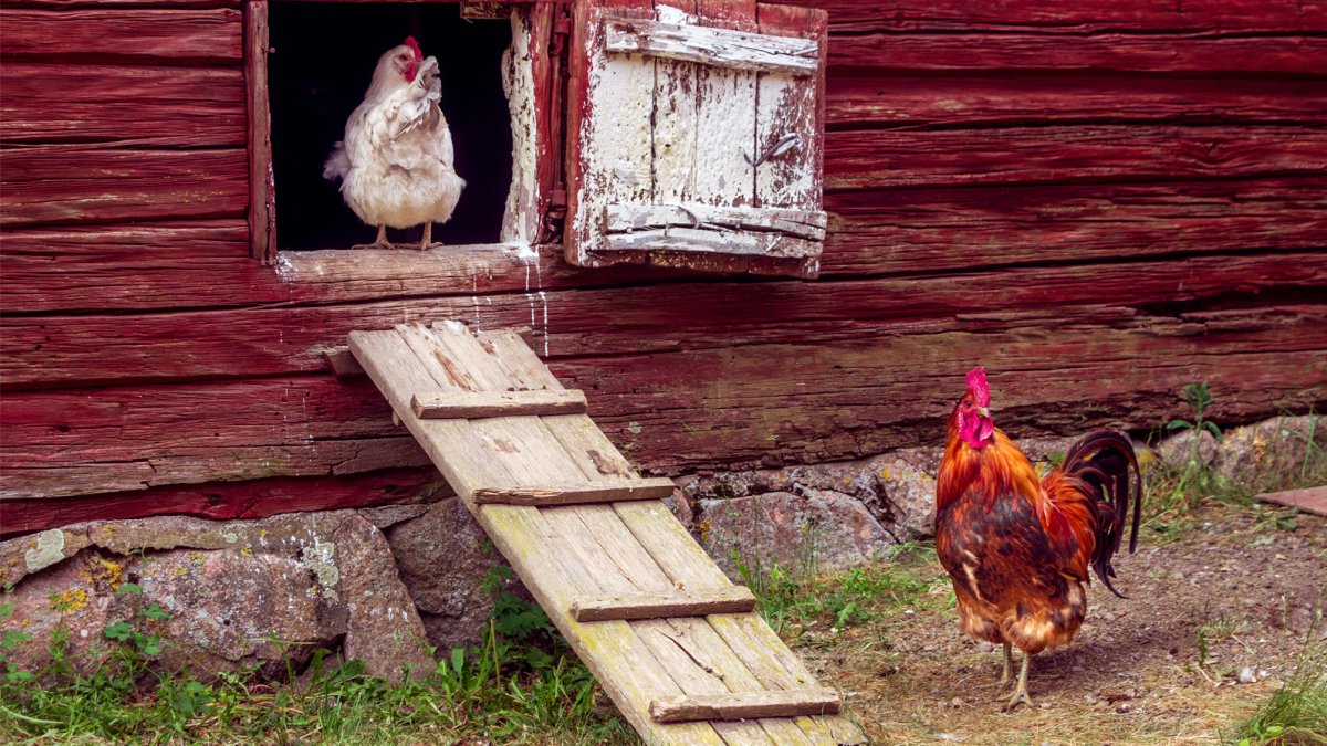 Куры на насесте