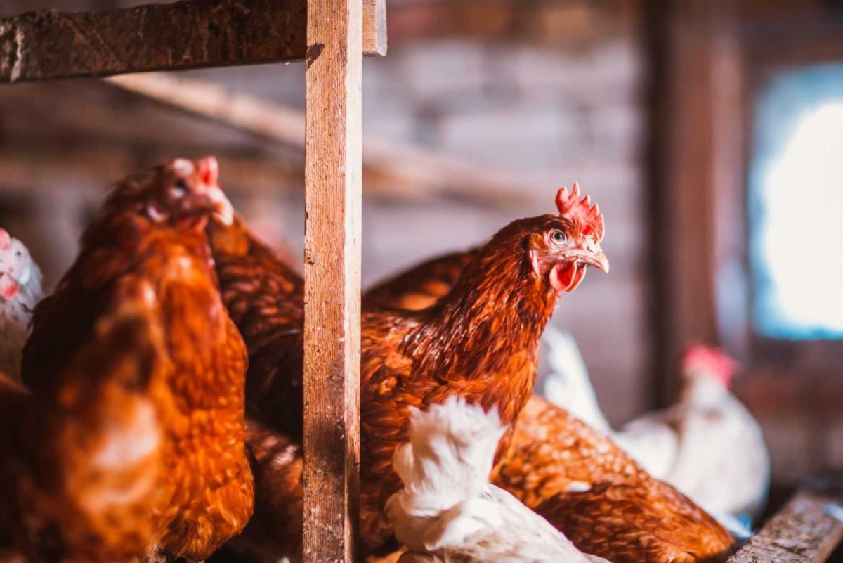 Деревенский курятник