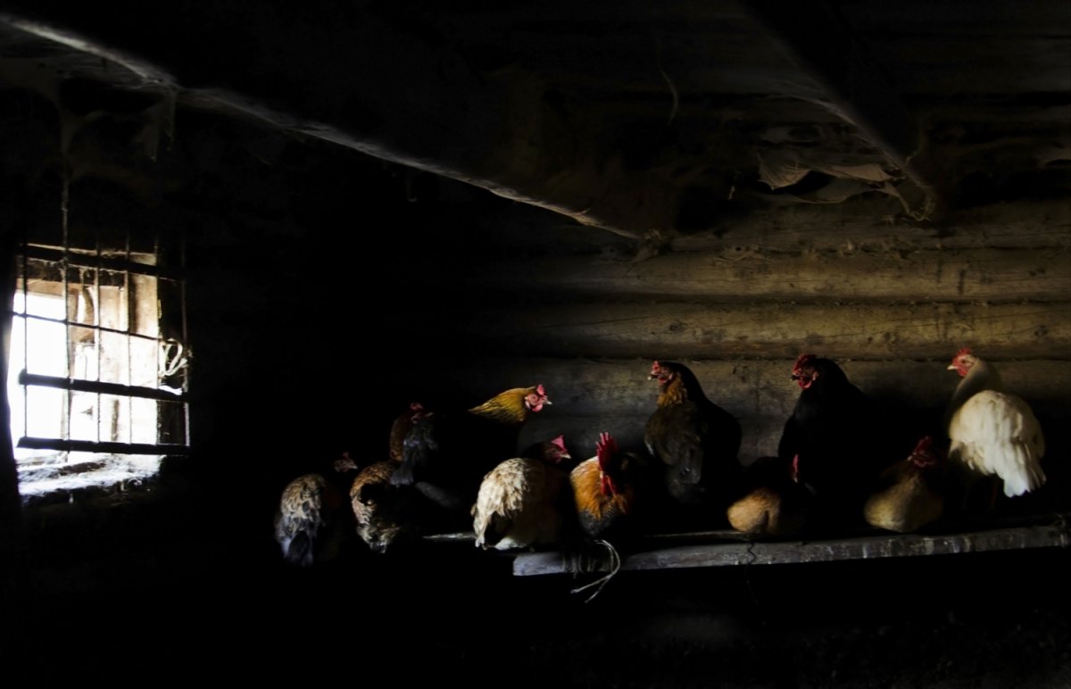 Деревенские куры