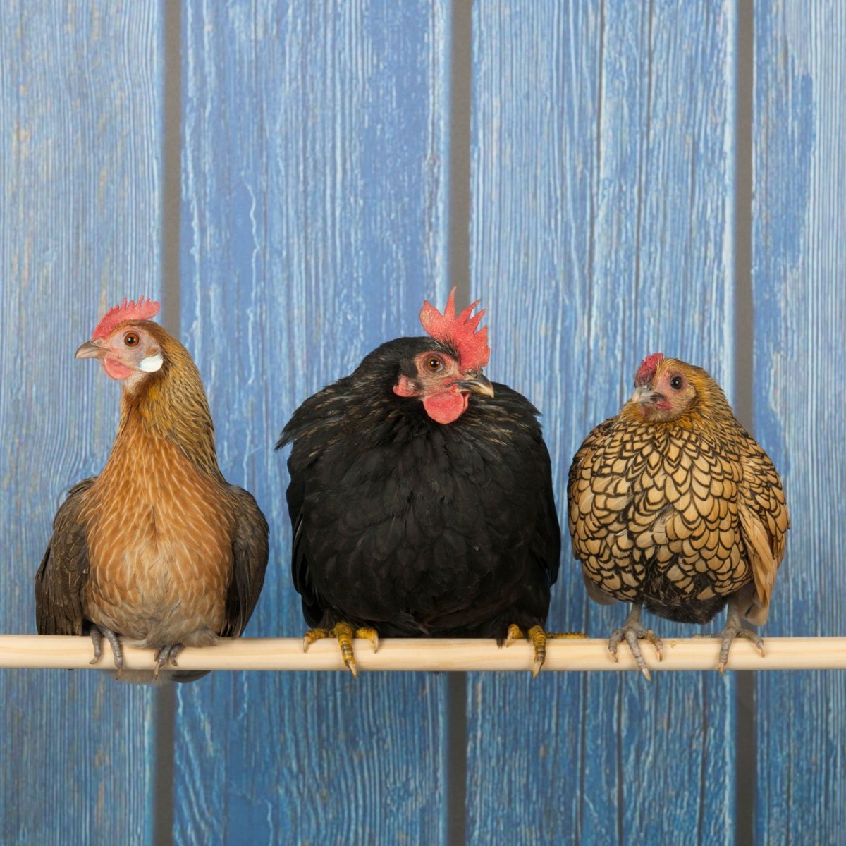 Курица на жердочке