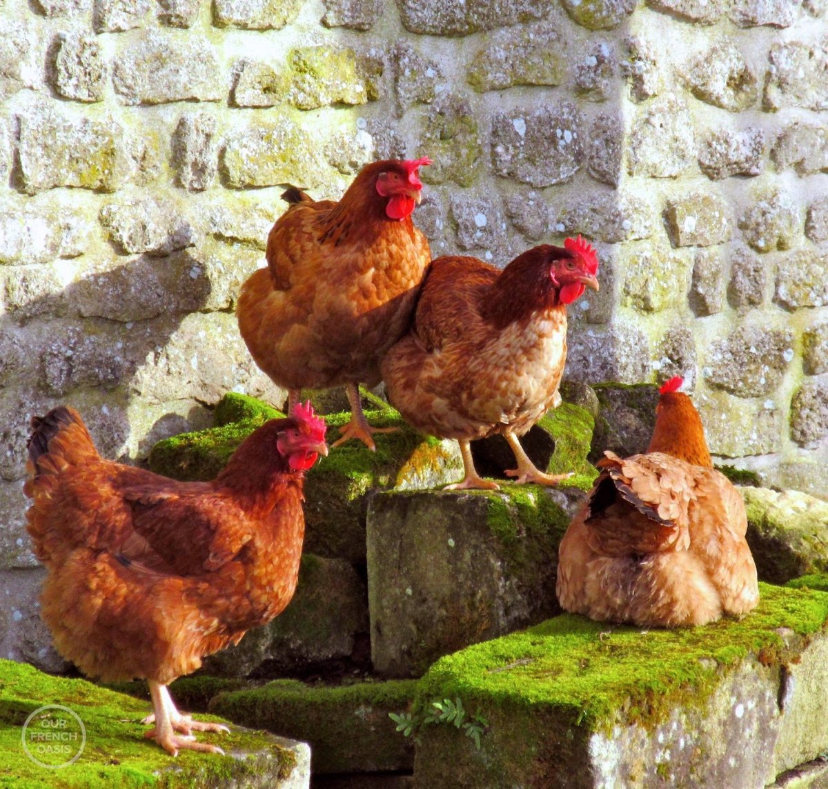 Род Айленд куры