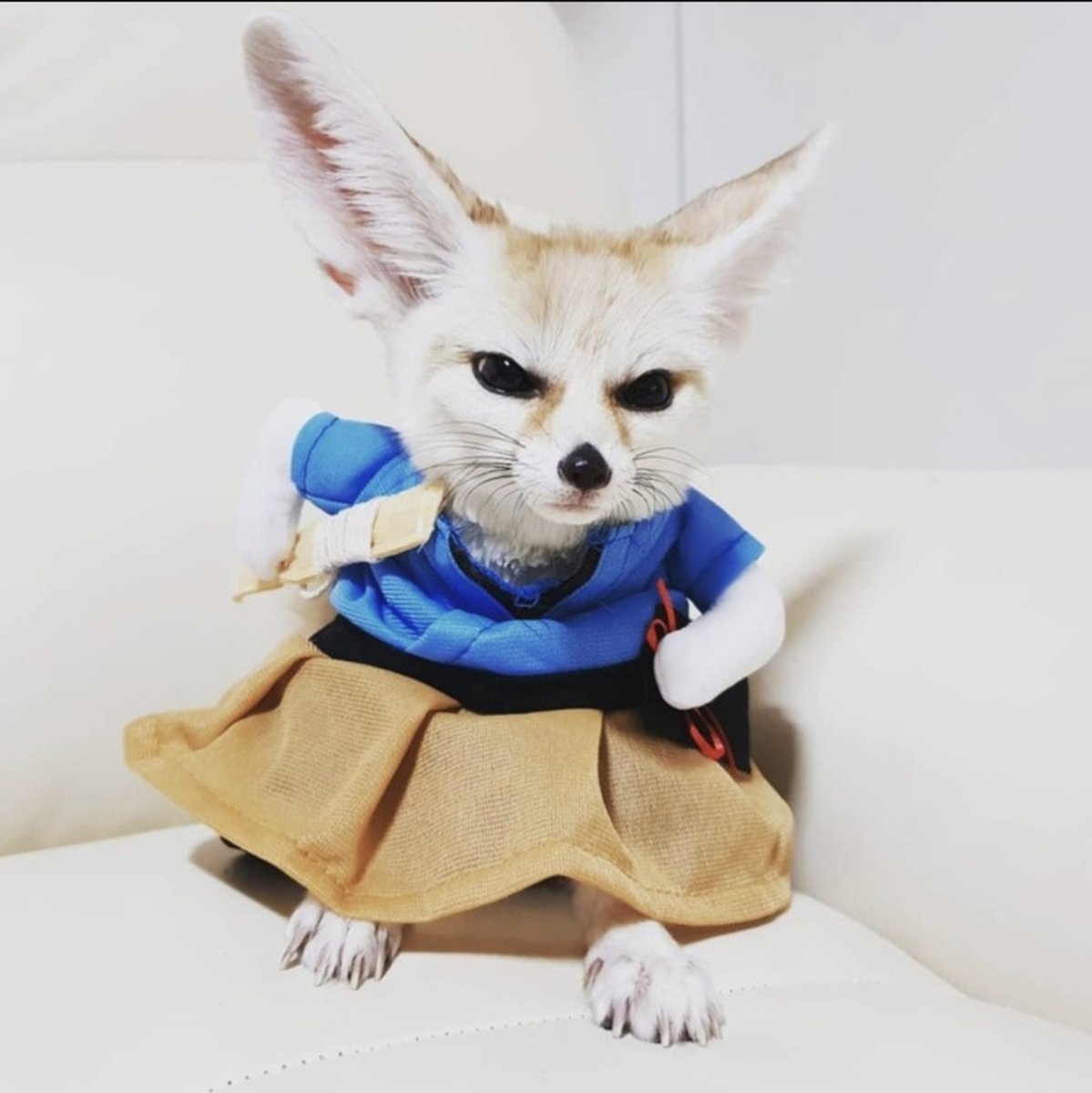 Толстый фенек