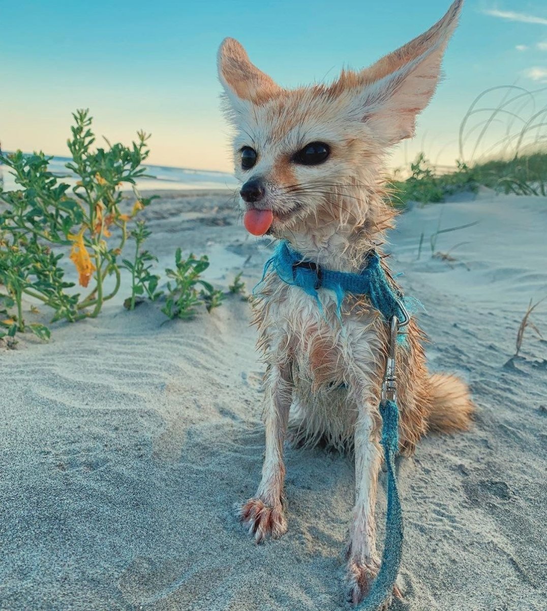 Злая Лисичка фенек