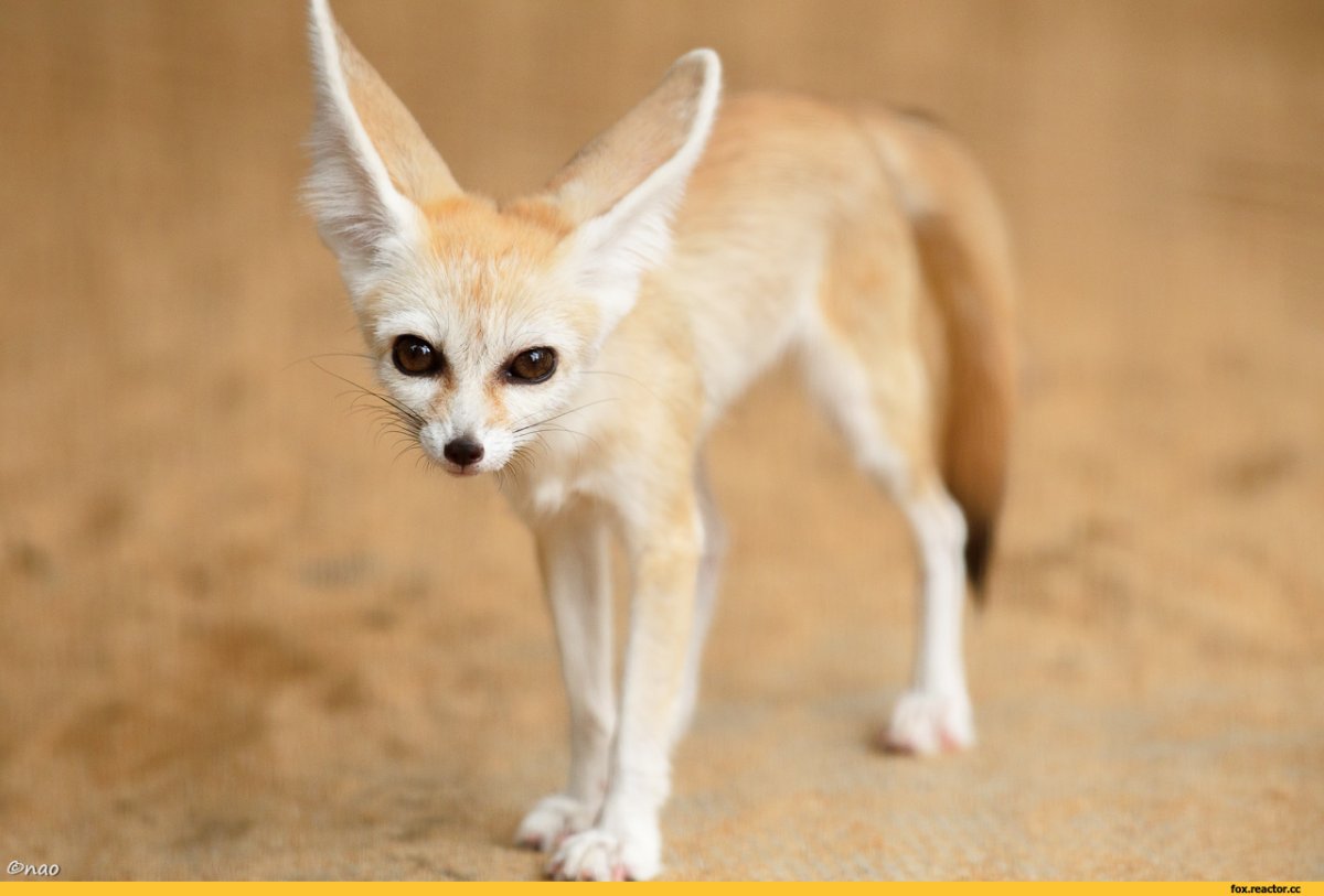 Лисички фенек