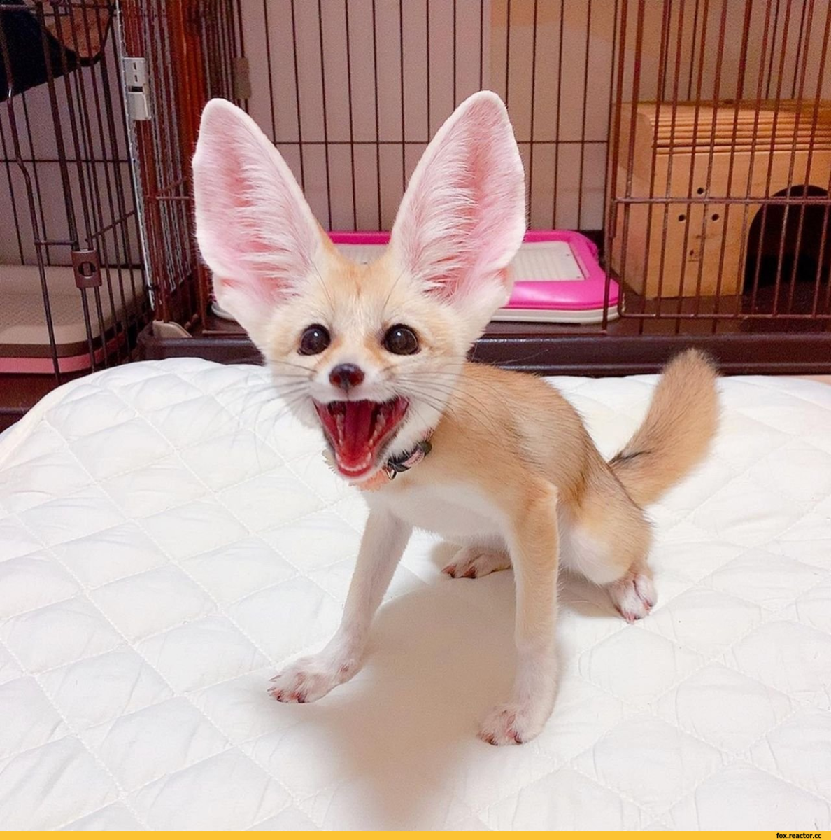 Домашняя лиса домашняя лиса фенек