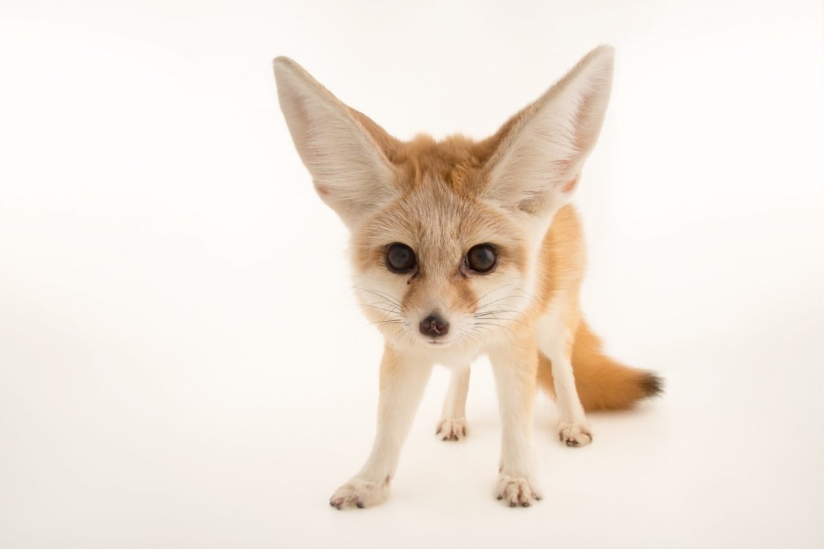 Лисички фенек