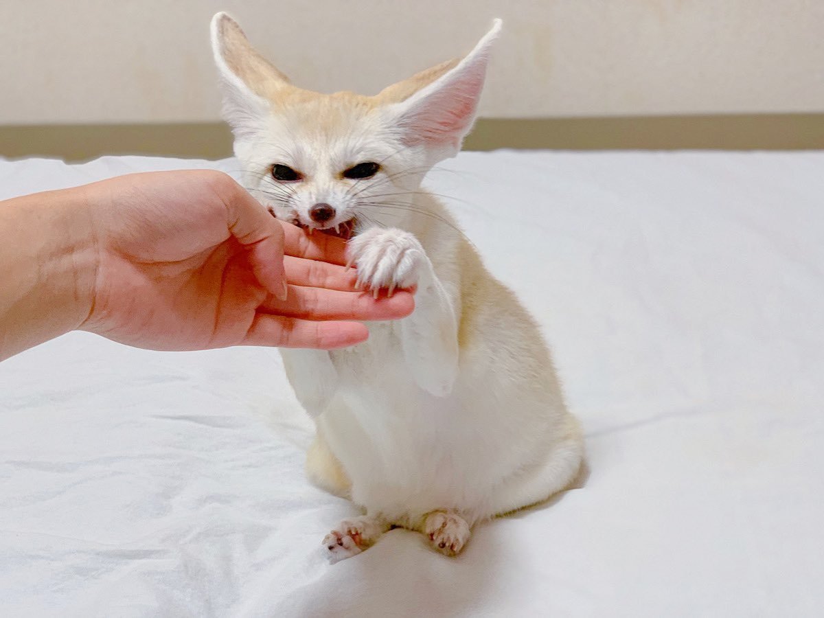 Злая Лисичка фенек