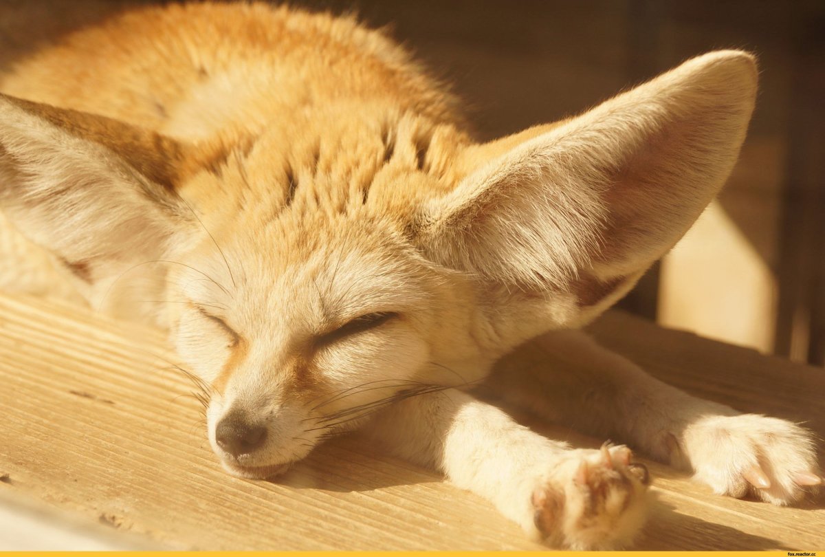 Фенек варзон