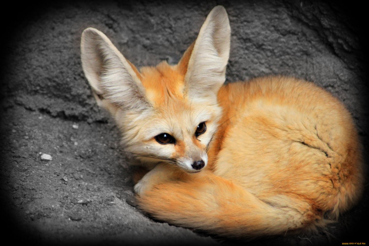 Фенек и рыжая лиса