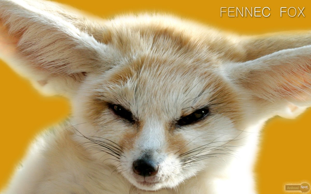 Fennec Fox неон