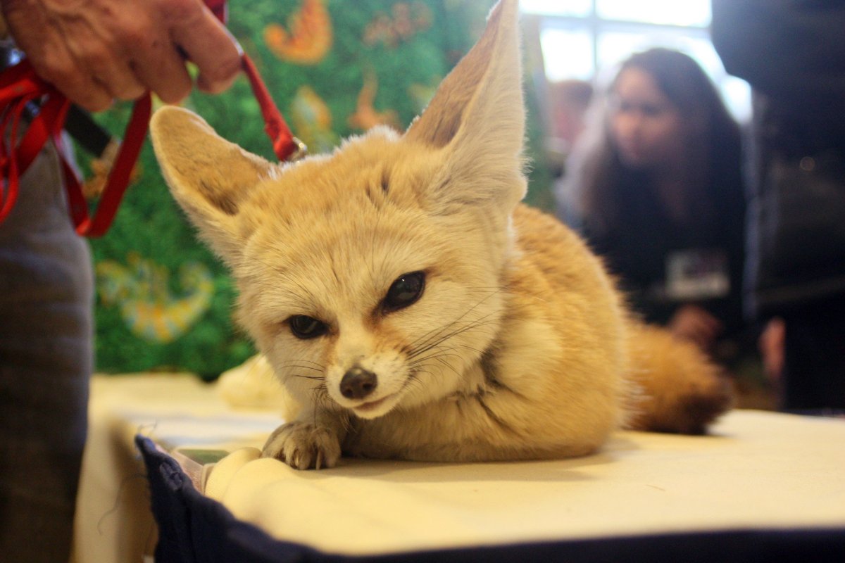 Фенек варзон