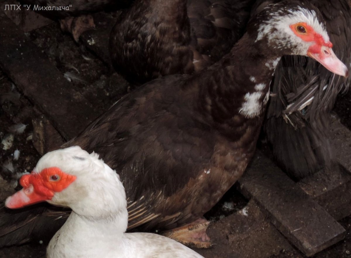 Индоутка красный бык