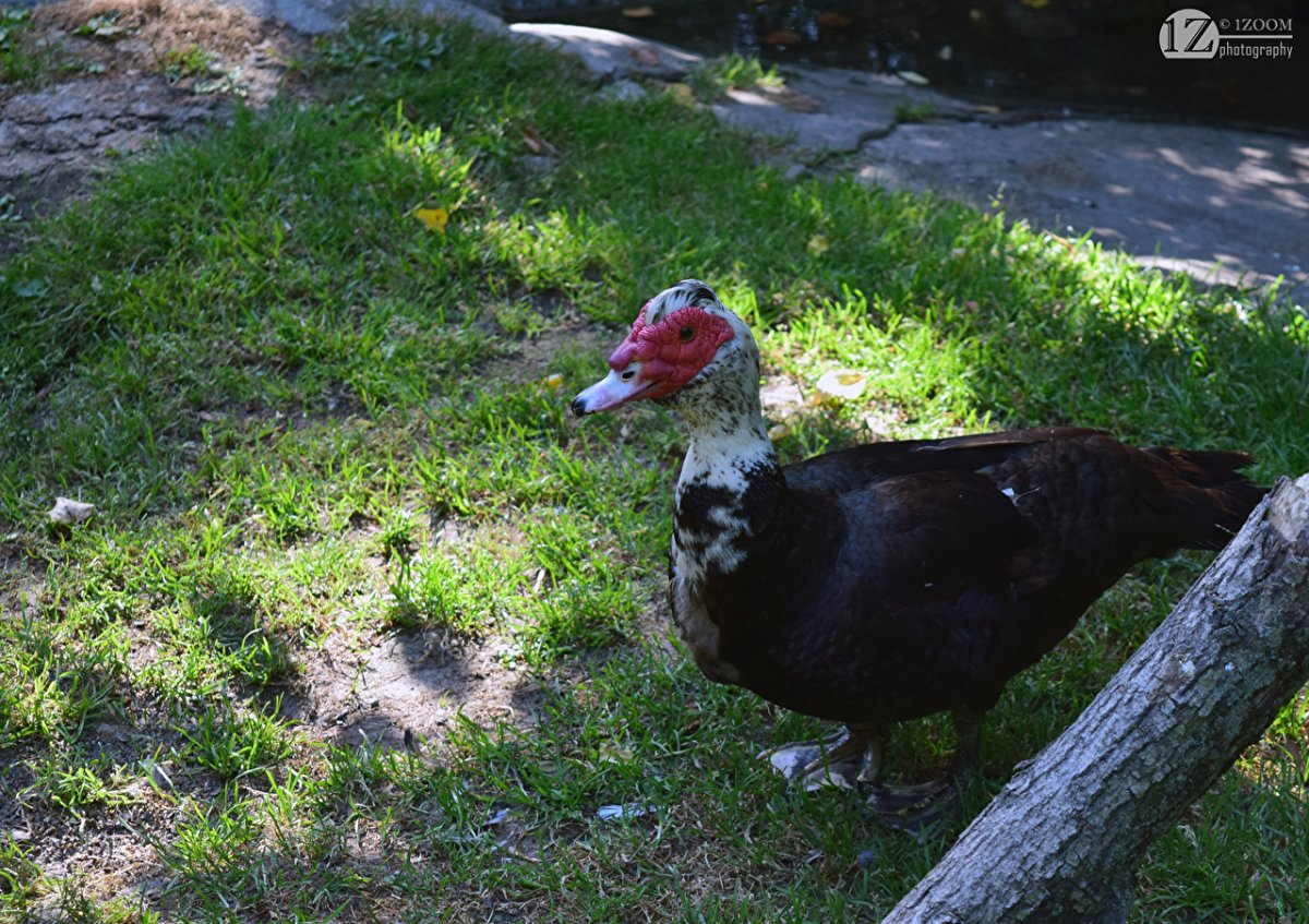 Селезень индоутки черный