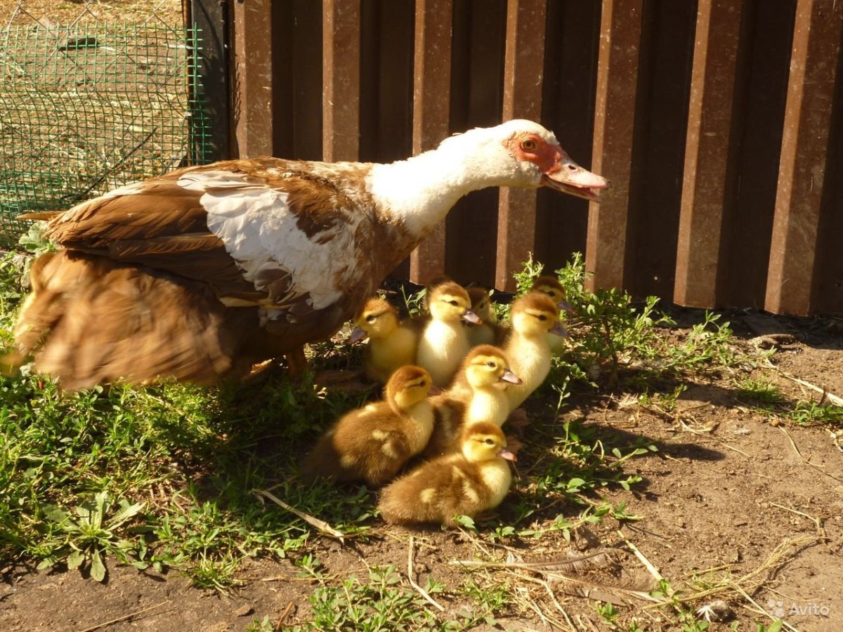 Коричневый индоутенок