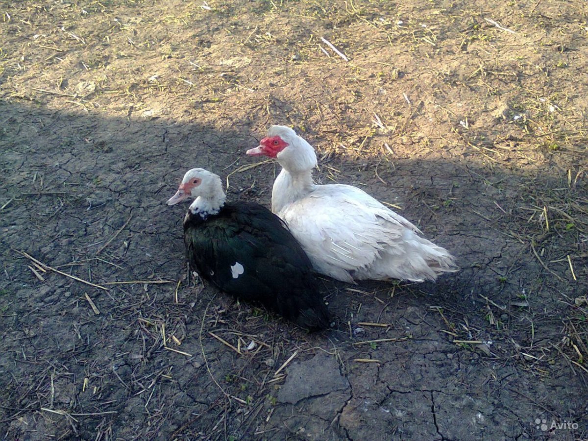 Индоутка красный бык