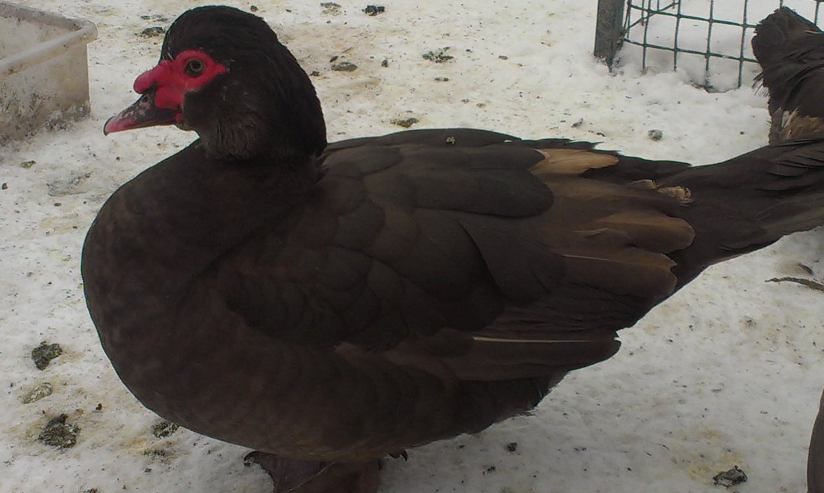 Утки мускусные красный.бык