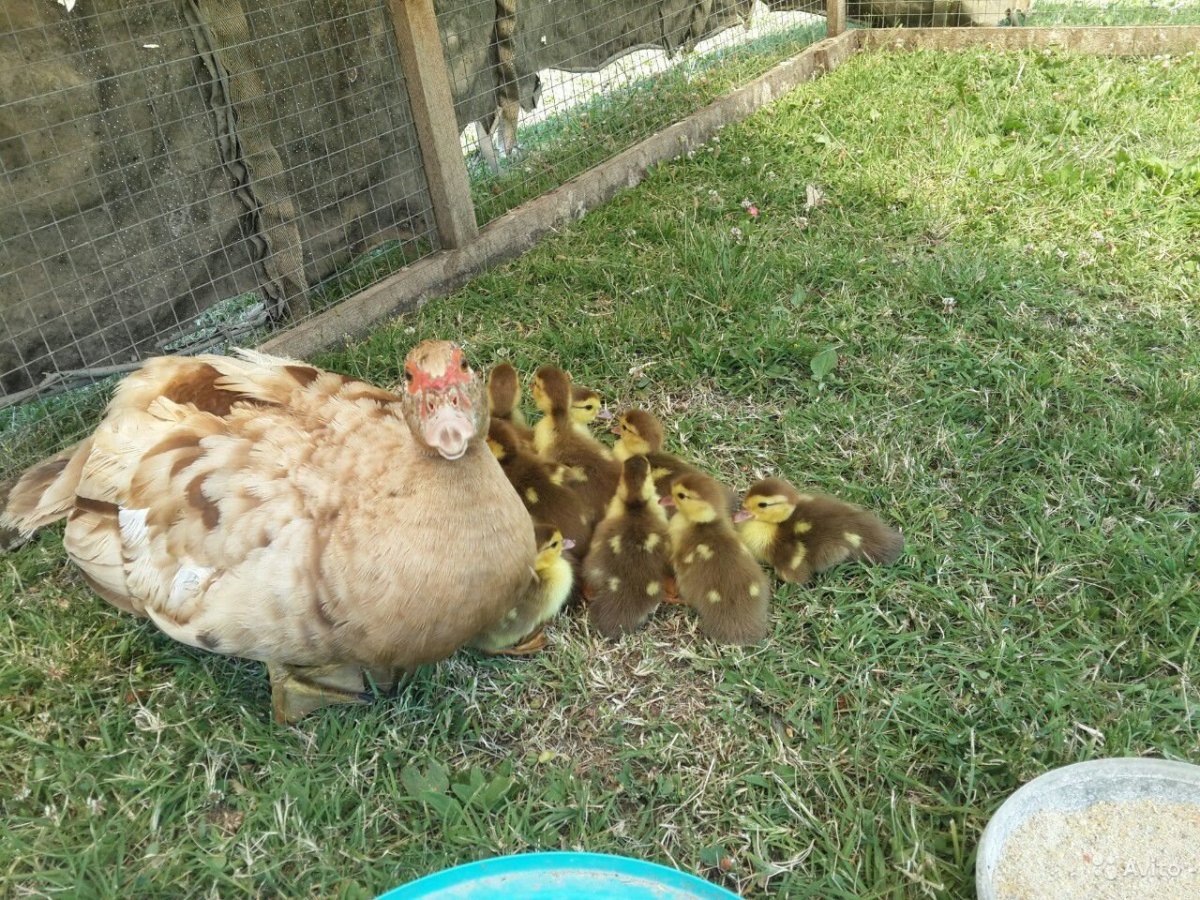 Утята породы красный бык