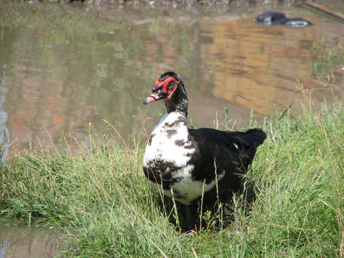 Индоутка , древесная утка Дикие