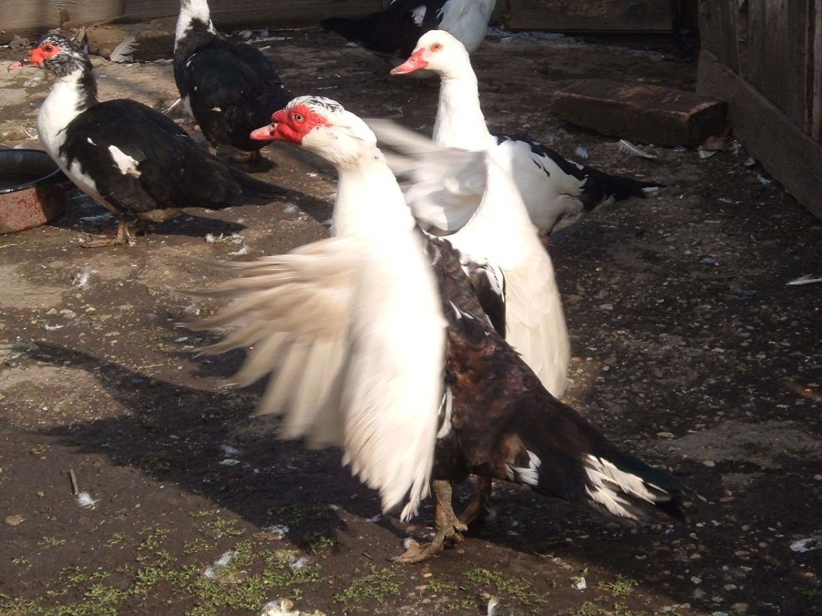 Мускусная утка белая