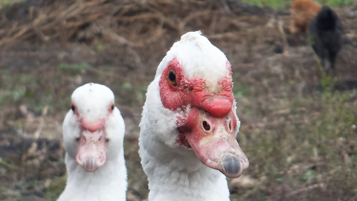 Индоутка красный бык