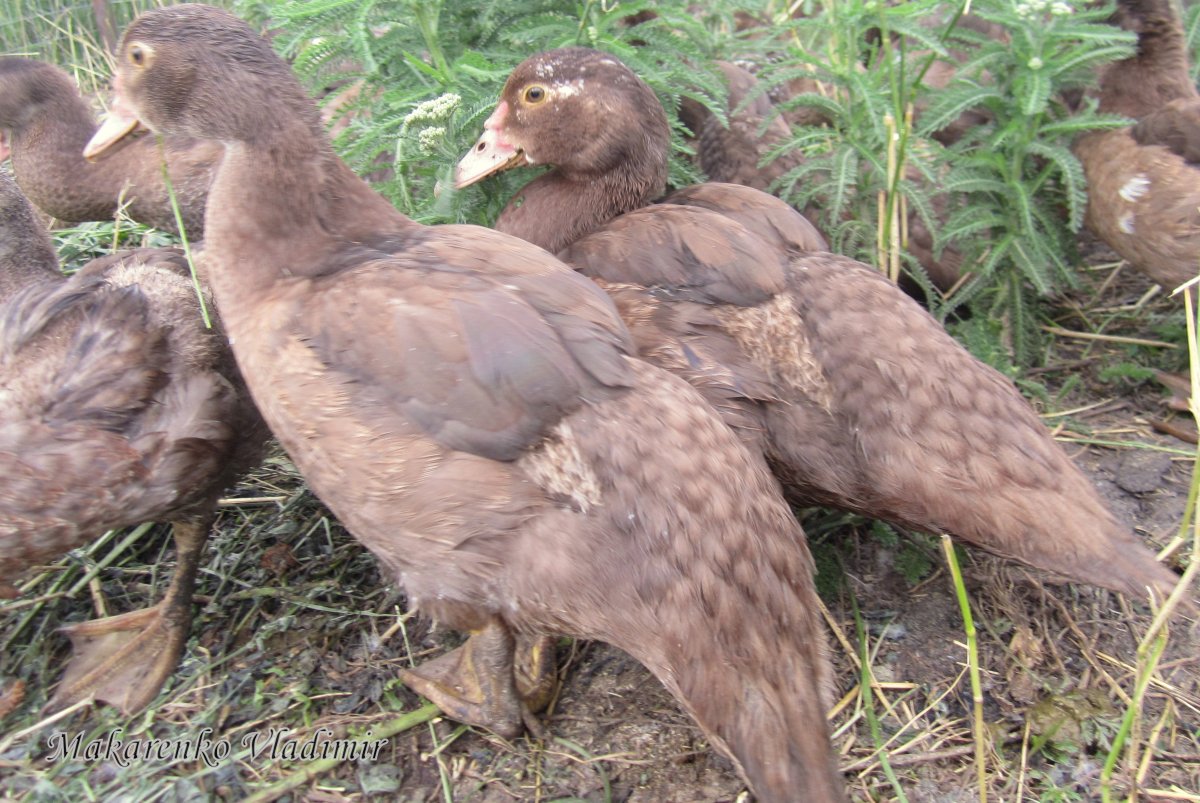 Коричневые индоутки