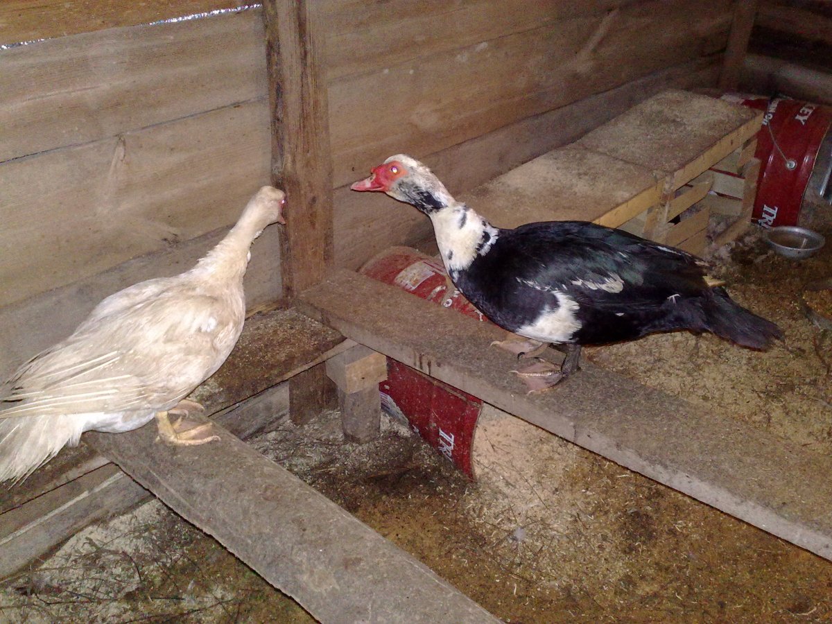 Индоутка ~ 2кг